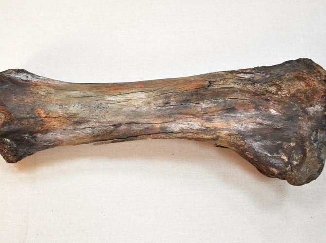 Фото: берцовая кость мамонта/Ненецкий краеведческий музей